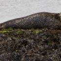 Broch of Gurness