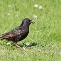 Clickhimin Broch, Starling