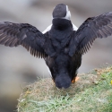 Sumburgh Head