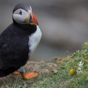 Sumburgh Head