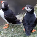 Sumburgh Head