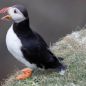 Sumburgh Head