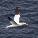 Sumburgh Head