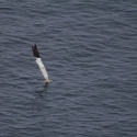 Sumburgh Head