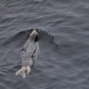 Sumburgh Head