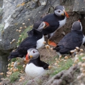 Sumburgh Head