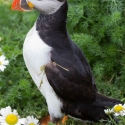 Sumburgh Head