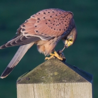 Kestrel eating