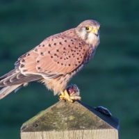 Kestrel eating