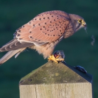 Kestrel eating