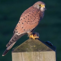 Kestrel eating