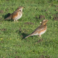 Redwings