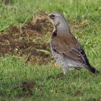 Fieldfare