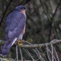 Sparrowhawk