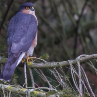 Sparrowhawk