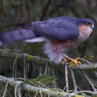 Sparrowhawk