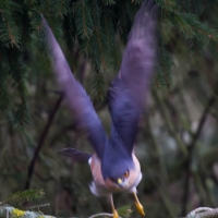 Sparrowhawk