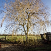 Willow tree