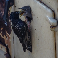 Nesting Starling