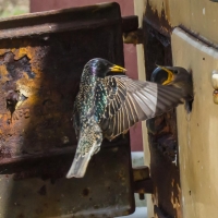 Nesting Starling