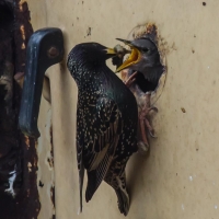 Nesting Starling
