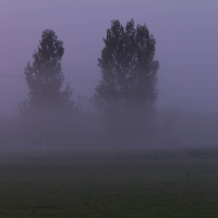 Mist over our field