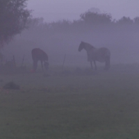 Mist over our field