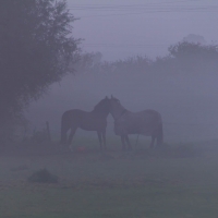 Mist over our field