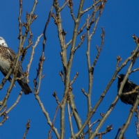 Starling Starling