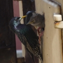 Nesting Starling