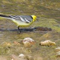 Citrine Wagtail