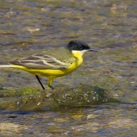 Yellow Wagtail