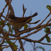 Common Whitethroat