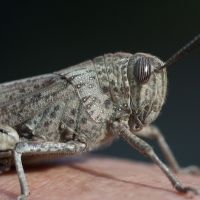 Egyptian Grasshopper near Marathokambos Bay area. Sunday