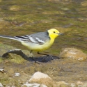 Citrine Wagtail