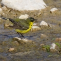 Yellow Wagtail