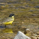 Yellow Wagtail