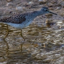 Wood Sandpiper