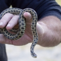 Grass Snake