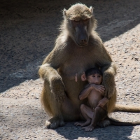 Babbon at Mosi-oa-Tunya - Victoria Falls