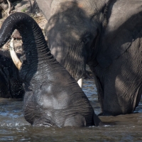 Elephant on the Chobe