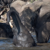 Elephant on the Chobe