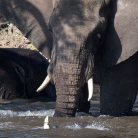 Elephant on the Chobe