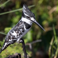 Pied Kingfisher