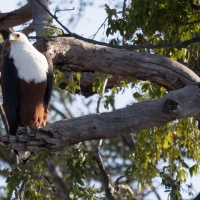 Fish Eagle