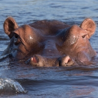 Hippo