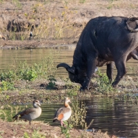 Water Buffalo