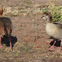 Egyptian geese