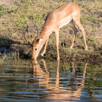 Impala