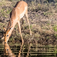 Impala